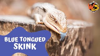 Scales and Surprises: Unveiling the Secrets of Blue-Tongued Skinks!