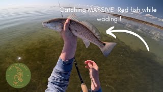 Wading for MASSIVE REDFISH | Port O’Connor Texas