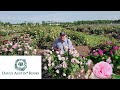 Rose Olivia Rose Austin - A David Austin English Rose - A Top Performer in Our Trials