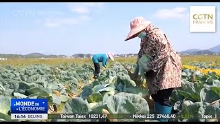 Le Guangdong assure l'approvisionnement en légumes de Hong Kong