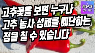 [텃밭] 고추꽃 관상을 보면  고추농사 성패를 알 수 있습니다.