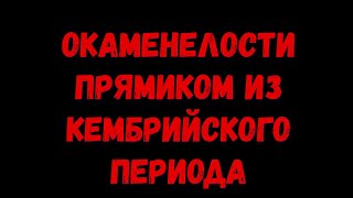 окаменелости прямиком из кембрийского периода