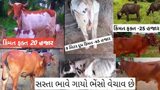 તાજી વિયાણેલી ગીર ગાય‌ ફકત 20 હજાર માં વેચવાની છે #trending #cow #animalfarming #farming