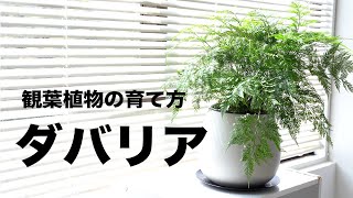 【観葉植物】主張しすぎない涼しげな葉、個性あふれるダバリアの育て方