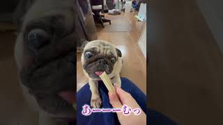 芸は可愛すぎる女の子パグ#short#shorts#pug#パグ#フォーンパグ#女の子パグ#わんこ#可愛い#癒し