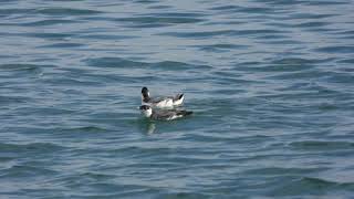 ウミスズメの鳴き声　長井漁港