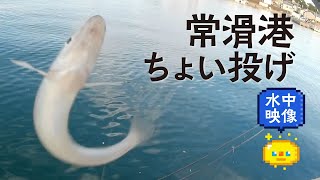 【堤防釣り】ちょい投げで釣れた魚 常滑港 / Embankment fishing