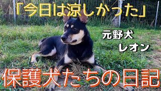 【保護犬たちの日記始めてみます】母ちゃんと保護犬たちは今日もゆく〜元野犬レオン群団Ver.