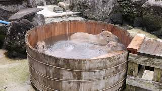 盥風呂 (伊豆シャボテン動物公園)