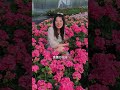 【惠惠的花园】天竺葵“爆红”花如其名，花朵红艳，超能爆花，花球大，分枝好，花期长，皮实又好养