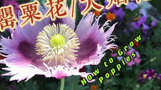 罂粟花/大烟花种植要领 How to Make Poppy Blooms Rich and Bright