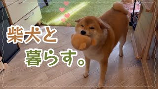 柴犬と暮らす生活を大公開！こんな風に1日を過ごしています。