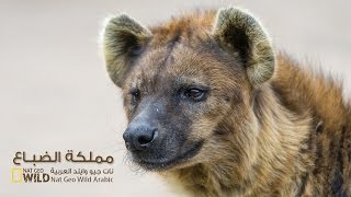 مملكة الضباع | نات جيو وايلد العربية | Nat Geo Wild Arabic