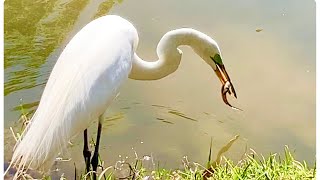 Egret : นกกระยางขาว  กับการหาและวิธีการกินเหยื่อที่เห็นแล้วอึ้ง