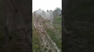 មេខ្មែរ មេទន្លេ ស្អាតណាស់ , khmer cow