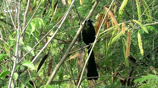 นกกาแวน (Racket-tailed Treepie) Crypsirina temia (Daudin, 1800)