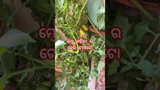 ମୋ ବଗିଚା ର ଚେରି ଟମାଟୋ॥#shorts #youtubeshorts #cherrytomatoes