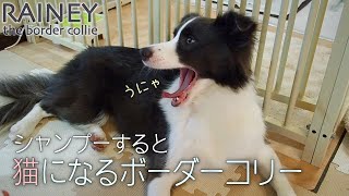 シャンプーすると猫になるボーダーコリー / RAINEY#55