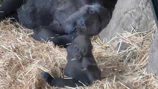 スモモちゃんを見守る優しいトトさん【未公開編】【上野動物園】