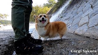 遊び心で川を歩くコーギー / A corgi wading through the river playfully