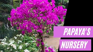 Papaya's Nursery | Satpur | Nasik