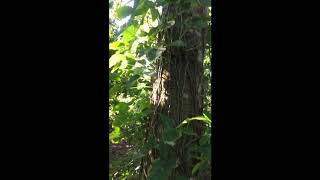 Nature Compilation (turn up your sound) - Ximenoa Gardens #1 Jarabacoa -