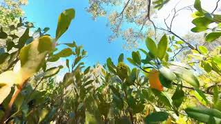 Mangrove Melody - Sounds of the Maroochy Wetlands Sanctuary