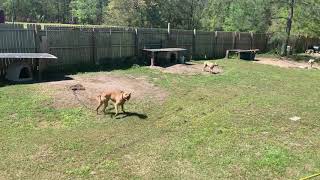 GARNER’S SPIKE DOGS