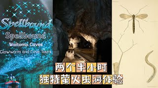 【游玩】Spellbound Glowworm and Cave tour 参观新西兰独特的萤火虫洞，两个半小时，绝对让你哇！哇！惊叹！还采摘了可遇不可求的地皮菜（地衣）。