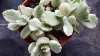 Unboxing Variegated Bear Paws (cotyledon tomentosa veriegata)