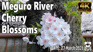 【4K】 Japan Walk - Meguro River Cherry Blossoms（目黒川の桜）