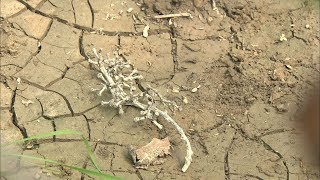 豪雨被害に猛暑が追い打ち…農産物の出荷量が減少　岡山