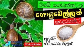 ගොලුබෙල්ලන් නිසා වගාව එපා වෙලාද ? Tired of cultivating because of snails ?