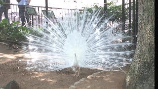 羽根を広げた白のインドクジャクが美しい！ 王子動物園 White indian peacock