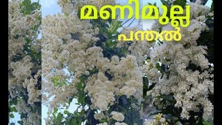 എന്റെ വീട്ടിലെ മണിമുല്ല വസന്തം/KERALA MANIMULLA IN MALAYALAM/ NAGAMULLA