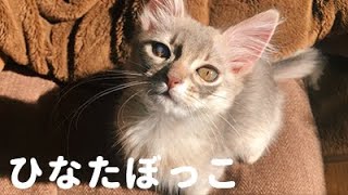 日向ぼっこする子猫があまりに綺麗すぎてつい見とれてしまった。。。【ソマリ】