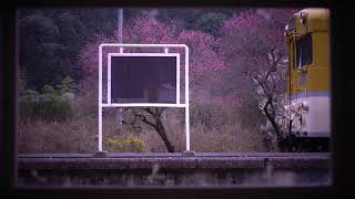 梅・安野駅（広島県安芸太田町）