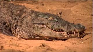 Muggers Of Spice Island / Quest For The Mugger Crocodile