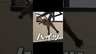 猫の落下する姿に愛が止まらへん【アテレコ】 #猫 #ねこ  #ネコ #アフレコ  #アテレコ