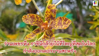 ราชินีกล้วยไม้ที่ใหญ่ที่สุดในโลก ว่านเพชรหึงออกดอกบานสะพรั่งรอนทท.ยลโฉมแล้ว