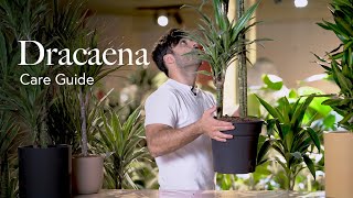 Dragon Tree (Dracaena) Care Guide - How to Pick, Place, and Parent Your New Plant