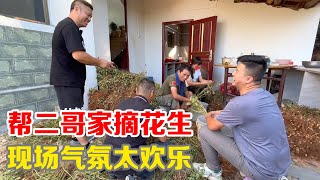 帮二哥家摘花生无端赐一脚，豪言小马不敢发布，最终爆笑整期视频【小马行九州】