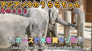 アジアゾウのうららちゃん（３８６）🐘ホースで水を貰うゾウ🐘（東山動植物園）Ulala of the Asian elephant Part 386