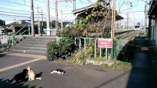 JR鶴見線、扇町駅🍀のんびり猫鉄✨Cute station cat of Ohgimachi station.