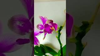 orchid blooming process蘭花開花過程 #orchid #蘭花