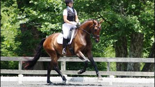 Dressage Canters - working, lengthening, collected, medium, extended