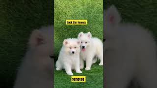 Samoyed | Subscribe for more | Join WHATSAPP Channel for latest updates | #youtubeshorts ❤️❤️