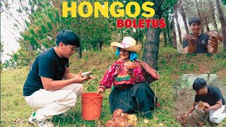 Cosechando HONGOS BOLETUS LUTEUS, en la zona alta. Ft. S Dionisia mamá | Marrón GP