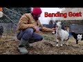 How to Castate a Goat : Banding Goats