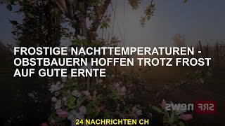 Kalte Nachttemperaturen - Obstbauern hoffen trotz Frost auf Rekordernte